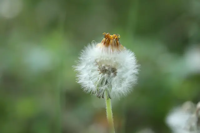 ...ein kleines Krönchen zum Abschluss, 
mit einem lieben 💚DANKE für`s begleiten.🤗