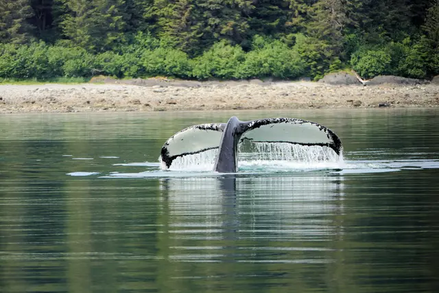 Ein Wal Kadaver wird von Orcas gefressen. Auf Tiktok wird vermutet es handelt sich um Buckelwal Timmy/Hope. Das Video ist nach Überprüfung jedenfalls echt. | Foto: Herrcut/Pixabay