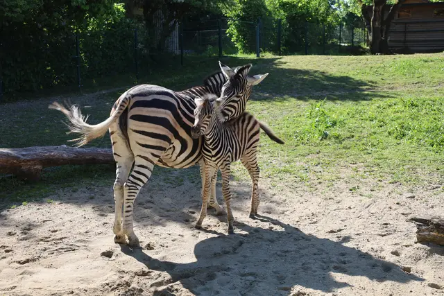 Das Zebra-Fohlen „Kipenzi“ kam im Zoo Linz zur Welt.  | Foto: Zoo Linz