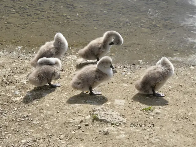 Junge Schwäne, Augarten, Graz, 2026