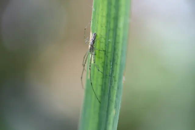 ....gut versteckt wartet eine Streckerspinne auf Beute.