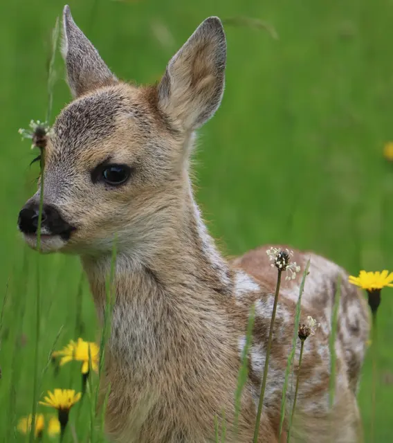 Die Einsätze konzentrieren sich auf wenige Wochen im Jahr: von Mitte Mai bis Ende Juni, dann sind die Kitze groß genug, um im Feld gesehen zu werden und schnell genug, um dem Traktor zu entkommen. | Foto: Irmgard Wimmer