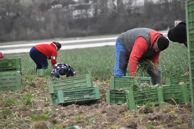 Die anhaltende Trockenheit erschwert derzeit die Arbeiten auf den Gemüsefeldern im Tiroler Unterland erheblich. | Foto: Michael Kendlbacher
