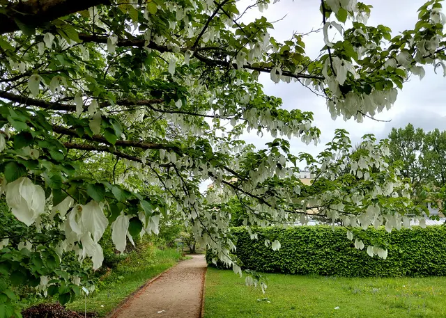 Foto: H.Bachinger