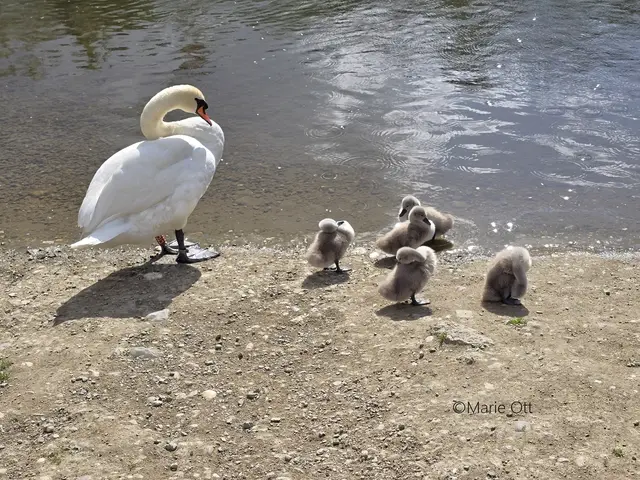 Schwan mit Jungtiere, Graz