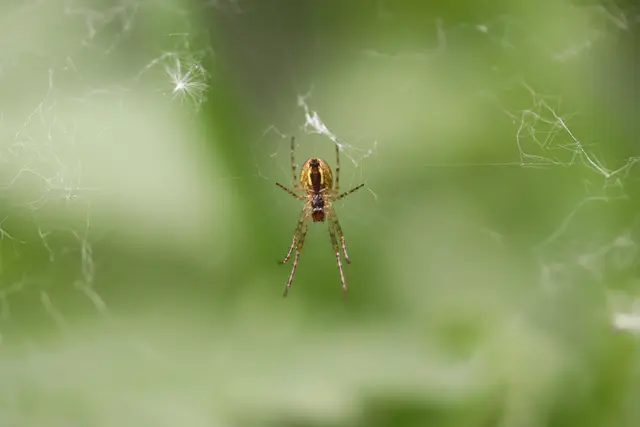 ...angebl. Herbstspinne/Streckerspinne?