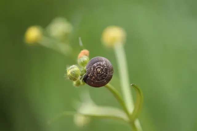 ...winzige Schnecke auf Hahnenfuß.