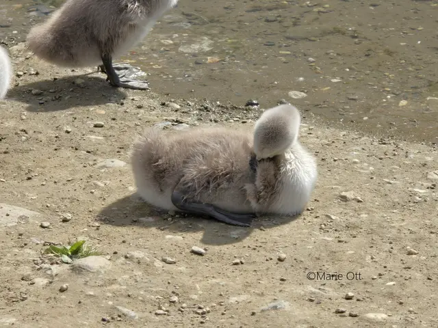 Junger Schwan im Augarten, Graz