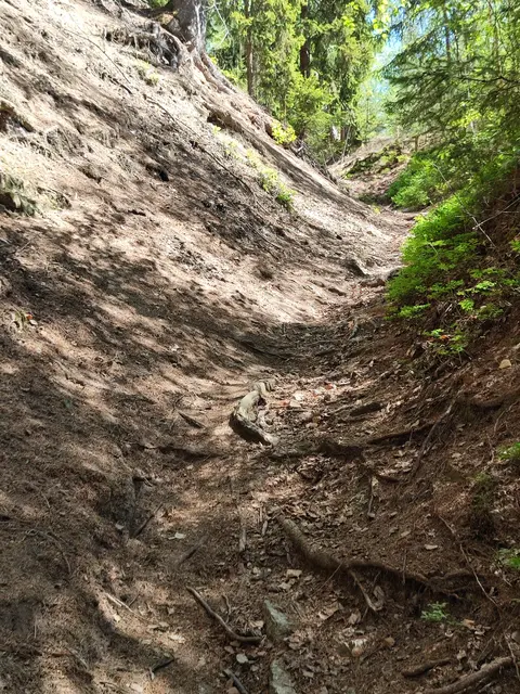 Waldweg mit Wurzeln.
