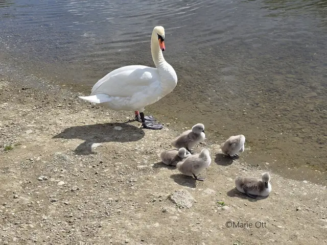Schwan mit Jungtieren, Graz, Augartenbucht, 2026