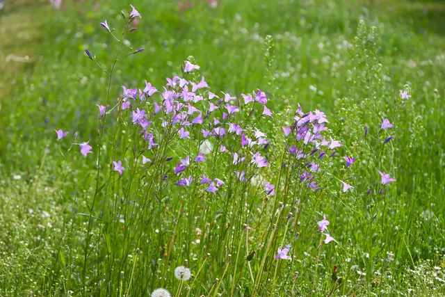 ...die Glockenblumen erfreuen auch schon das Auge.