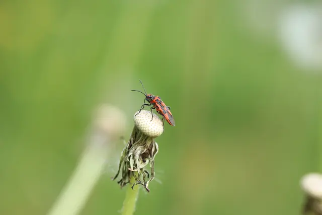 ...Zimtwanze vor dem Abflug.