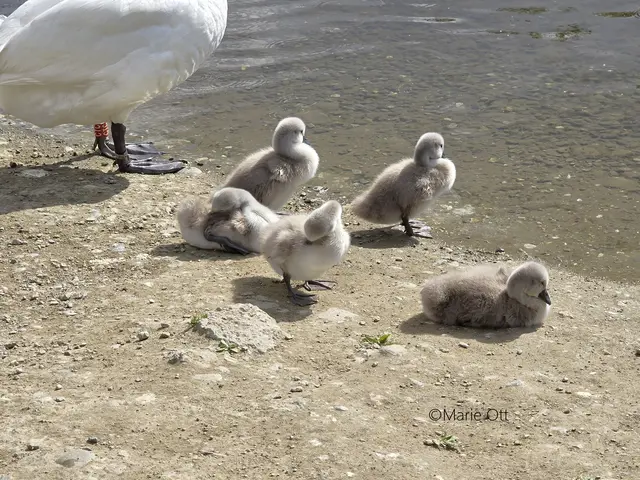 Schwan, Jungtier, Graz, 2026