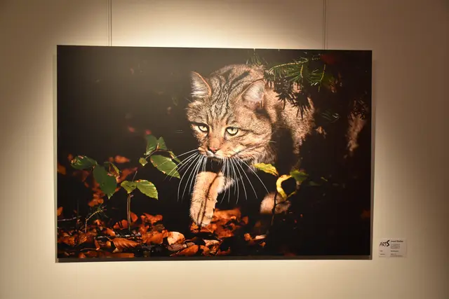 Foto: Alexandra Goll