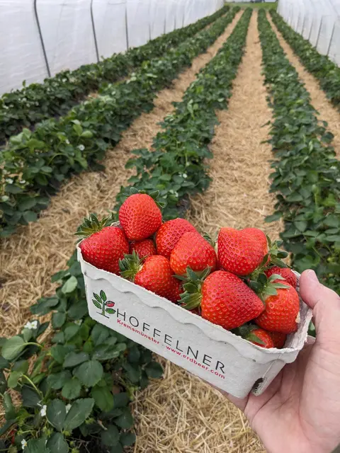 Foto: Hoffelner