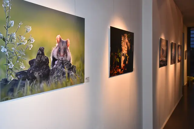 Foto: Alexandra Goll