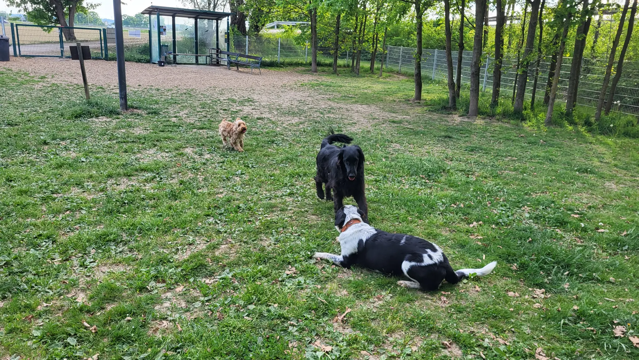 Off-leash area in Perg: Dog trainer gives practical tips on Monday ...