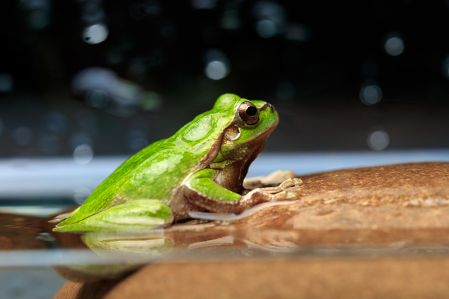 Österreichischer Tierschutzverein kritisiert ein Versäumnis beim Thema Artenschutz. (Symbolfoto) | Foto: Pexels