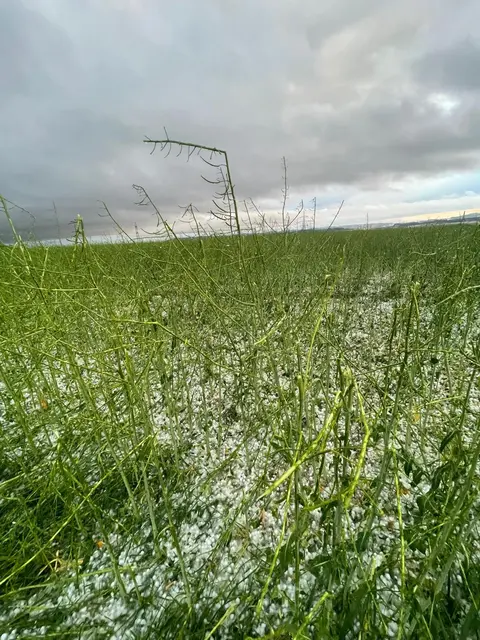 Besonders betroffen: Die Wintergerste. | Foto: Hagel_OÖ