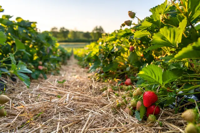 Im oberösterreichischen Kremstal werden seit Ende April die ersten süßen, vollreifen Früchte geerntet. | Foto: Hoffelner