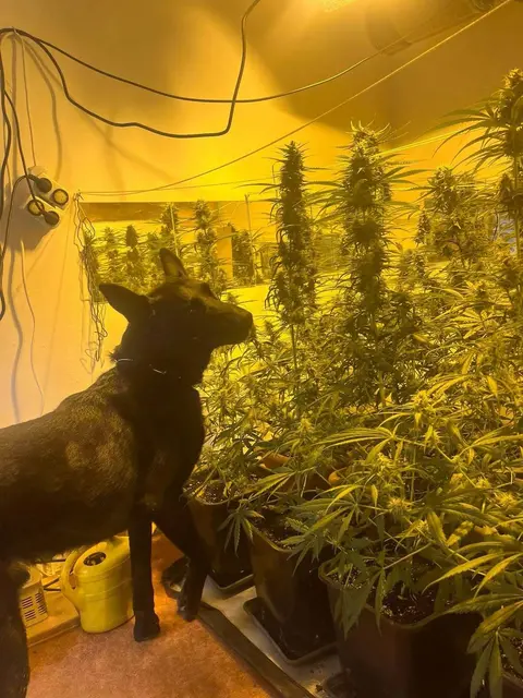 Polizeihund "Denver" neben seinem Fund. | Foto: LPD OÖ