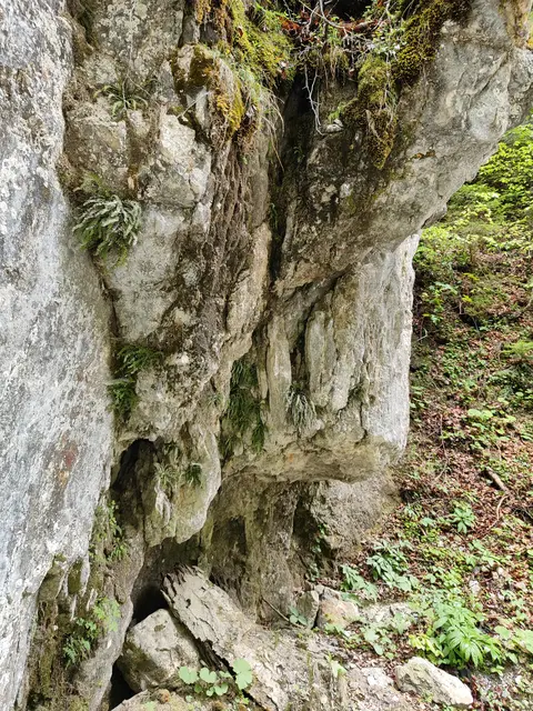 Auf den Felsen wachsen Moose. | Foto: I.Wozonig