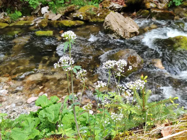 Schöne Frühlingsblumen blühen.