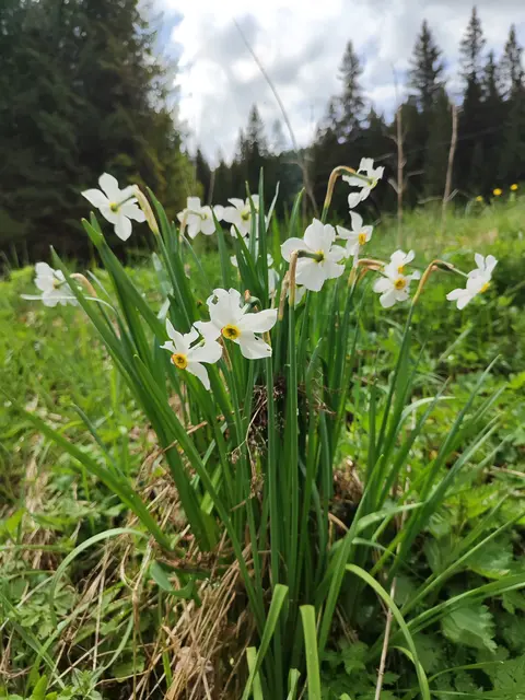 Die Narzissen duften.