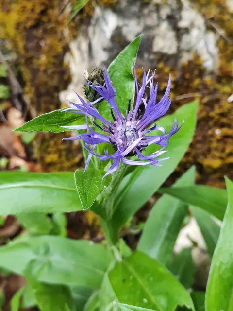 Das ist eine Bergflockenblume.