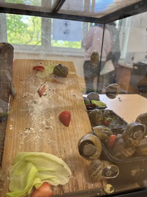 Französische Schnecken aus der Schneckenfarm in Schwarzenau | Foto: Daniel Schmidt