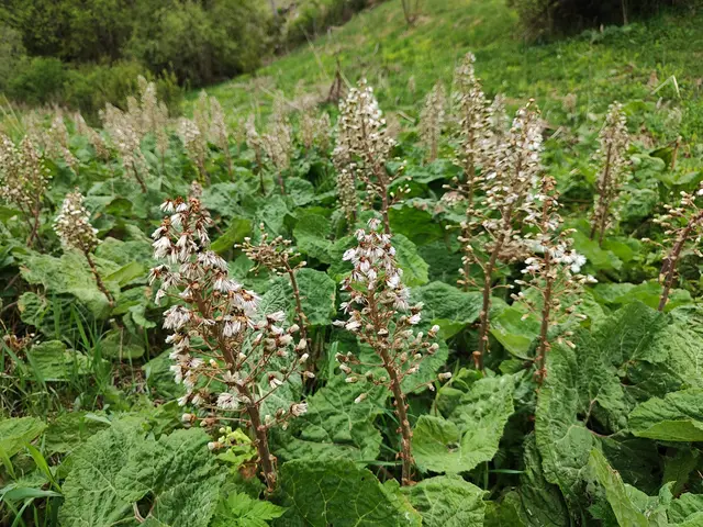 Diese Blumen heißen Pechwurz.