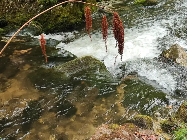Auch die Pflanze scheint sich vor dem Wasser zu verneigen... | Foto: I.Wozonig 