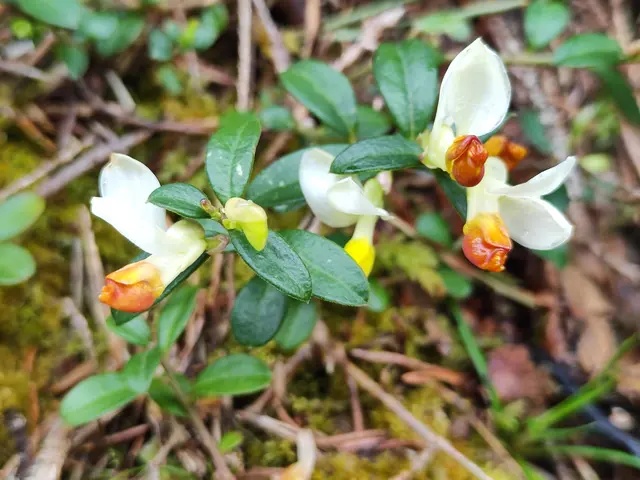 Das sind Buchskreuzblumen.
