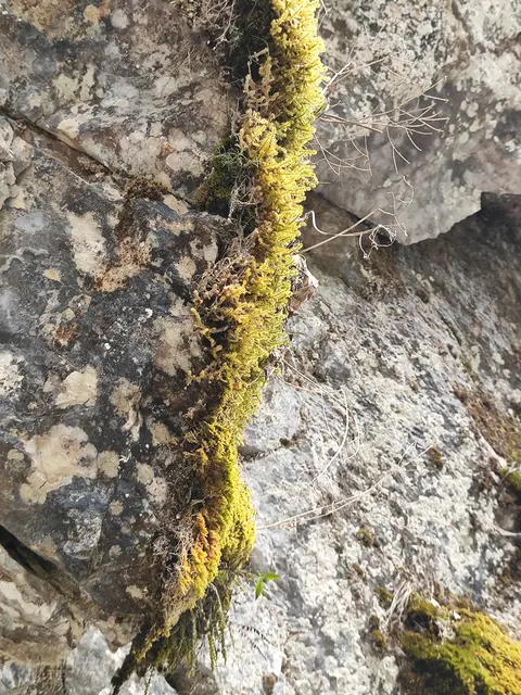 Moos wächst am Felsen.