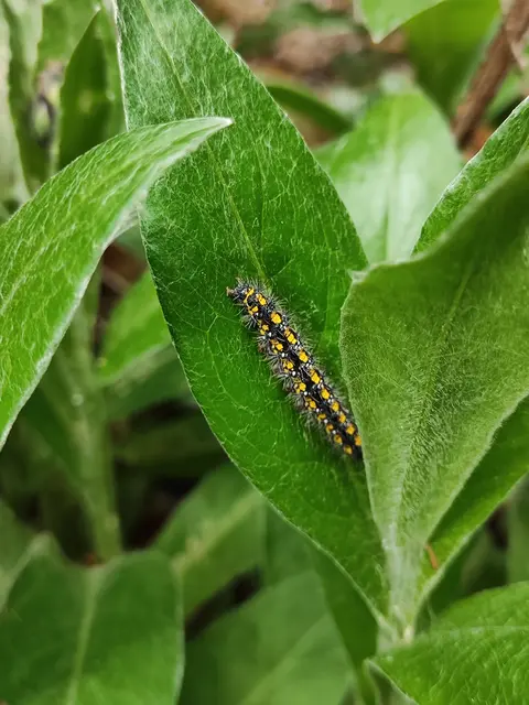 Aus der Raupe wird ein Schmetterling.
