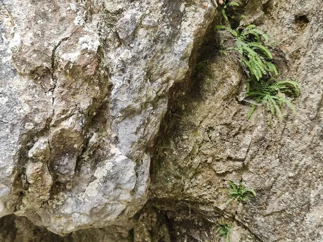 Auf den Felsen wachsen Farne.