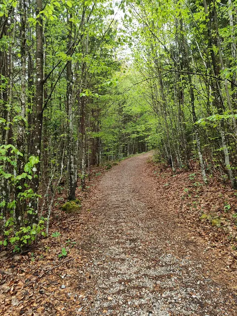 Es geht weiter durch den Wald.