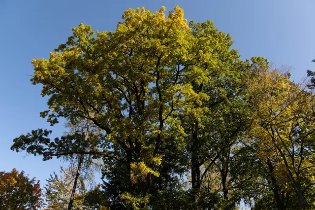 Der Wienerwald leidet unter hohen Temperaturen und den langen Trockenphasen. | Foto: oebf/Frank Helmrich