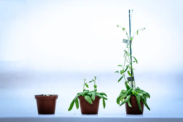 Ackerschmalwand-Pflanzen (Arabidopsis thaliana) in verschiedenen Entwicklungsstadien. | Foto: ISTA