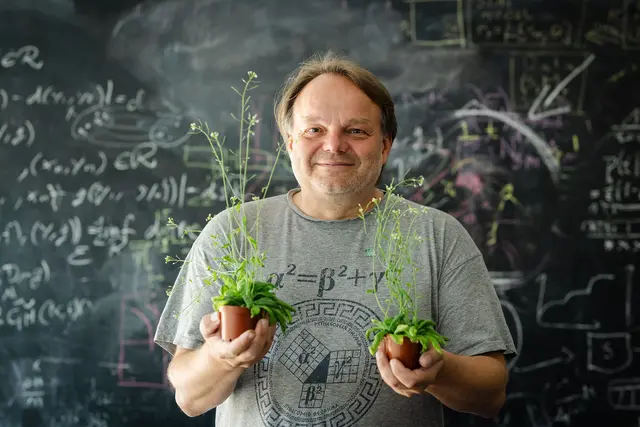ISTA-Professor und Wittgenstein-Preisträger Jiří Friml mit zwei Pflanzen der Ackerschmalwand, der untersuchten Modelpflanze. | Foto: Luiza Puiu / FWF / ISTA
