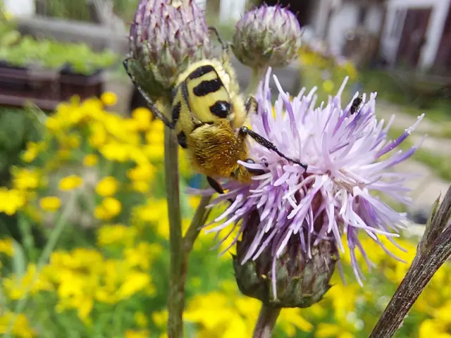 Ein Traum für Insekten | Foto: privat