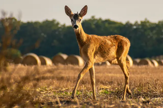 Verletzungen von Rehkitzen bei Mäharbeiten sind ein ernstes Tierschutzproblem, da Rehkitze in den ersten Lebenswochen einen natürlichen Drückinstinkt haben und sich bei Gefahr nicht bewegen. | Foto: pexels / Péter Kövesi