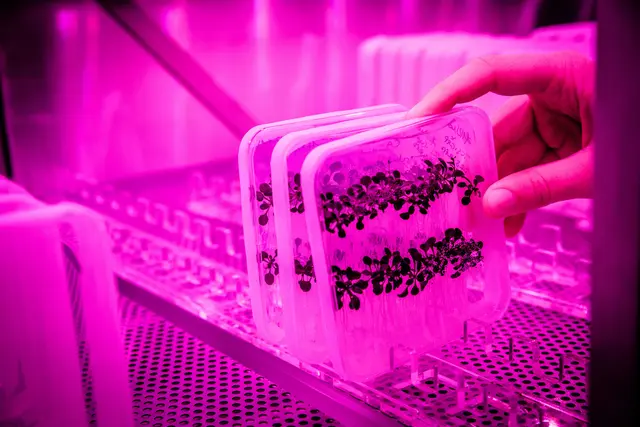 Pflanzen haben unterschiedliche Funktionen für zwei Formen eines grundlegenden Signalmoleküls entwickelt. Sämlinge, die im 'Pink Room' der ISTA-Pflanzenanlage wachsen. | Foto: Nadine Poncioni/ISTA