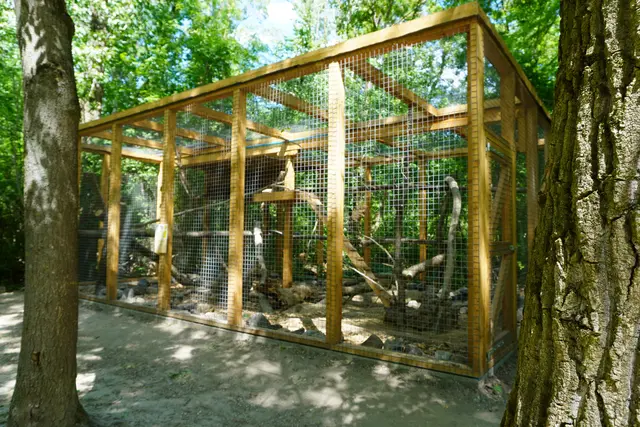 Die Waschbären leben seit Kurzem in einem neuen Gehege. | Foto: Victoria Nagy / MeinBezirk