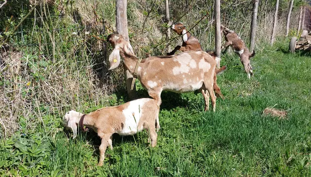 Ziegen halten das Gras kurz. | Foto: privat