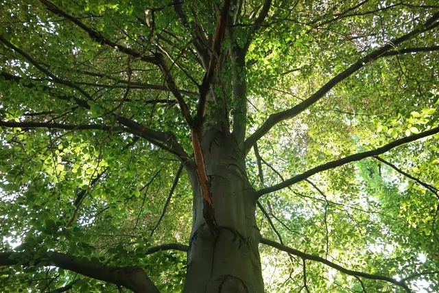 Die Gartenstraße soll mehr Grün in die Grätzln bringen. (Symbolfoto) | Foto: Unsplash/Aleksei Tertychnyi