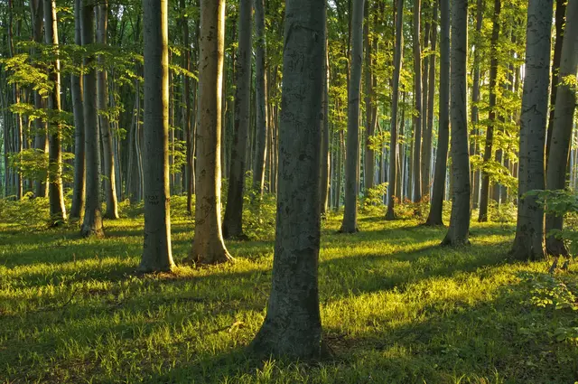 Buchen, wie diese, vertragen die Trockenheit besonders schlecht. | Foto: oebf/Franz Kovács