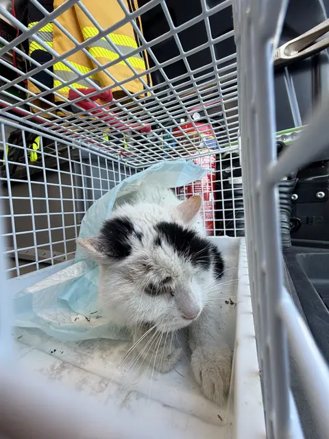 Verwahrloste Katze in Marchtrenk gefunden