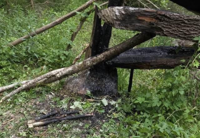 Person entzündet Lagerfeuer - Feuerwehr muss ausrücken