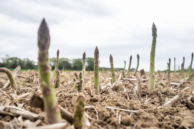 Spargel